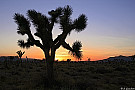 Joshua Tree